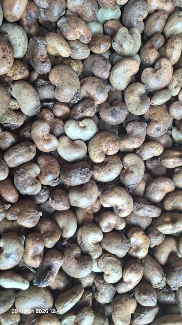 Raw Cashew Nut